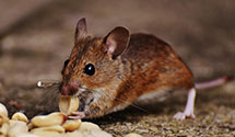 24 Hour & Emergency Exterminators in Eufaula, AL